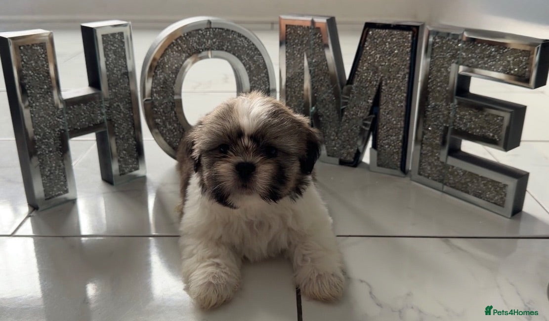 Shih Tzu dogs PURE💯SHIH TZUS PUPPIES😍READY🩷💚💙 - Advert 12
