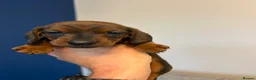 Miniature Dachshund dogs for sale: Beautiful Miniature Dachshund Puppies - Advert 26