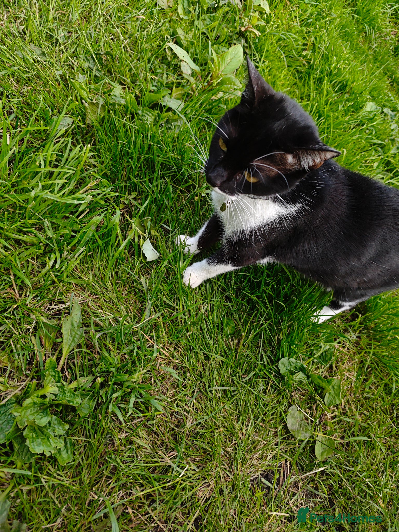 Mixed Breed cats for sale: 2 female cats - Advert 2