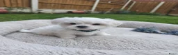 Maltese dogs for sale: Adorable Maltese Puppies Looking for Forever Homes - Advert 16