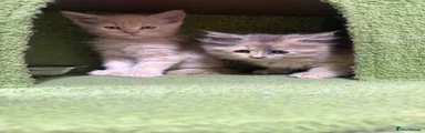 Maine Coon 2