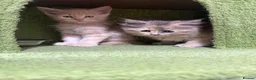 Maine Coon cats for sale: Maincoon kittens 🐱  - Advert 6