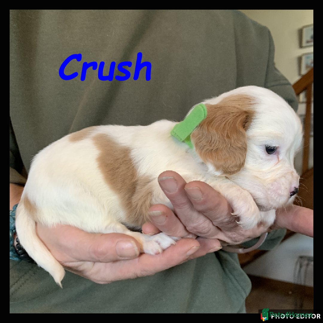 Cockalier dogs for sale: Beautiful Cockalier Pups – Loving Homes Await - Advert 18