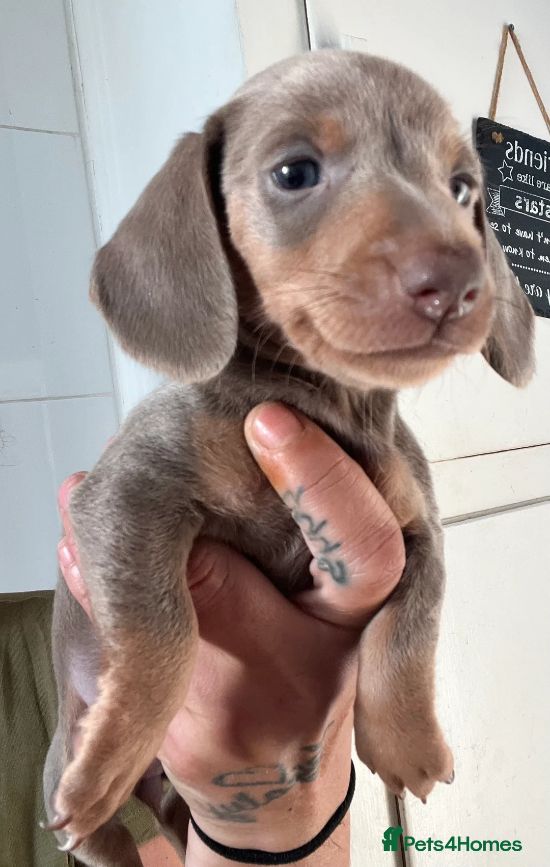 Miniature Dachshund dogs for sale: Minature Dachshund Pupz 🐶  - Advert 4