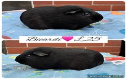 Guinea Pig rodents for sale: Female guinea pigs  - Image 3