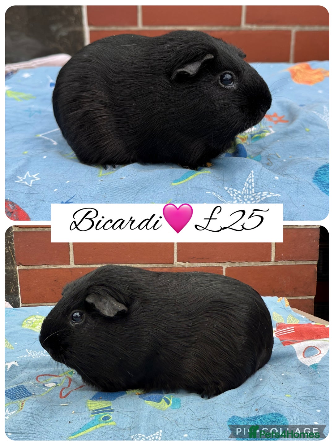 Guinea Pig rodents for sale: Female guinea pigs  - Image 3