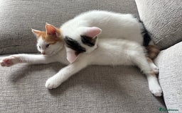 Domestic Shorthair cats for sale: Sweet, Playful Kittens Ready for Loving Homes 🐱 - Image 17