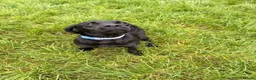 Labrador Retriever dogs for sale: 15month old Labrador bitch  - Advert 3