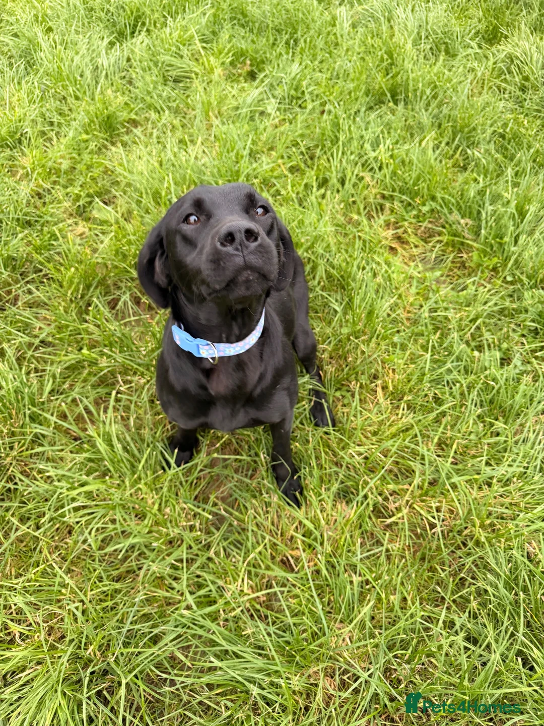 Labrador Retriever dogs for sale: 15month old Labrador bitch  - Advert 3