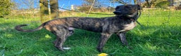 Lurcher dogs for adoption: REGGIE, 5-year-old bull-lurcher in rescue in Halifax - Advert 3