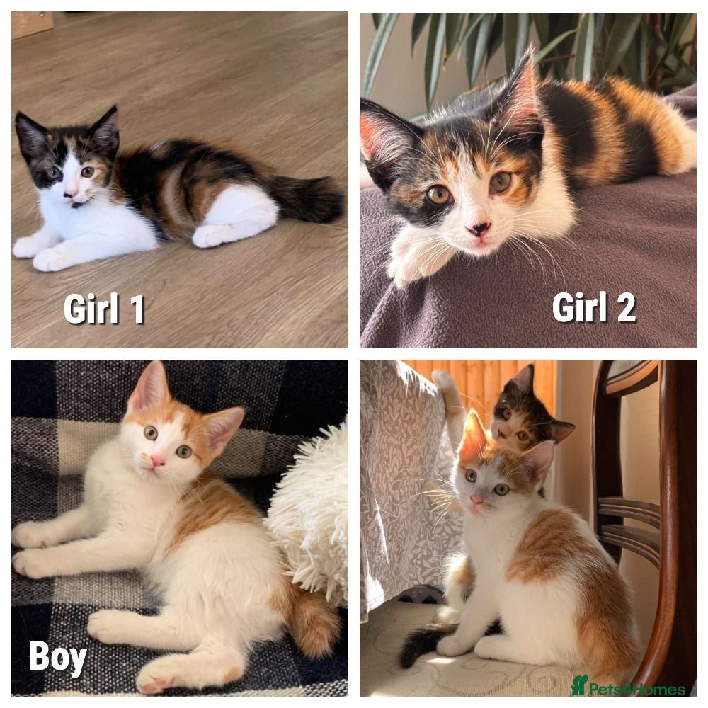 Mixed Breed cats Calico girls and boy Kuril bobtail mix(short tail) - Advert 5