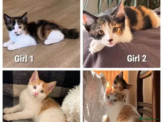 Mixed Breed cats Calico girls and boy Kuril bobtail mix(short tail) - Advert 5