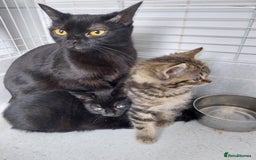 British Shorthair cats for sale: BBSH +British tabby shorthair in Manchester - Image 1