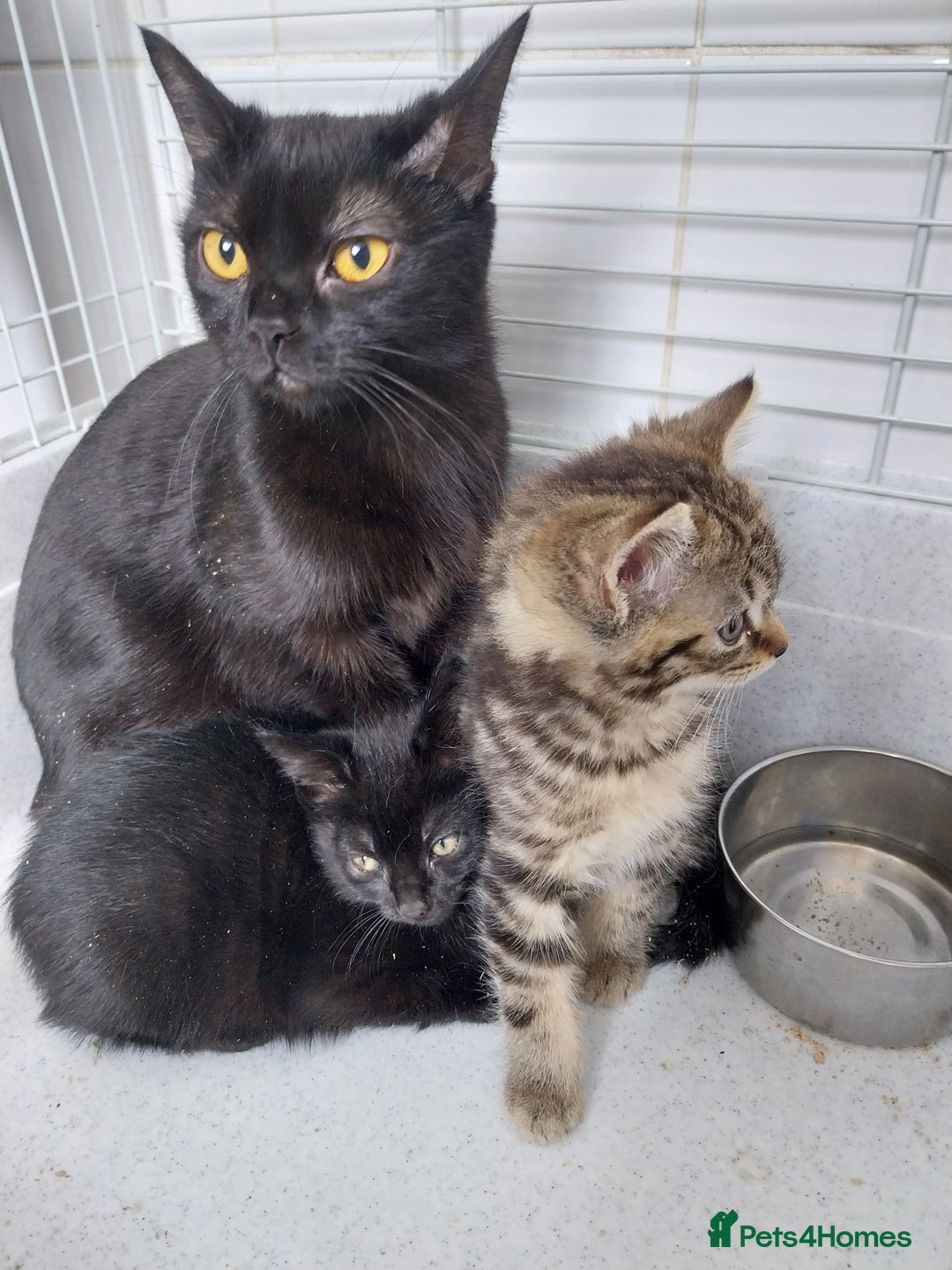 British Shorthair cats for sale: BBSH +British tabby shorthair in Manchester - Image 1