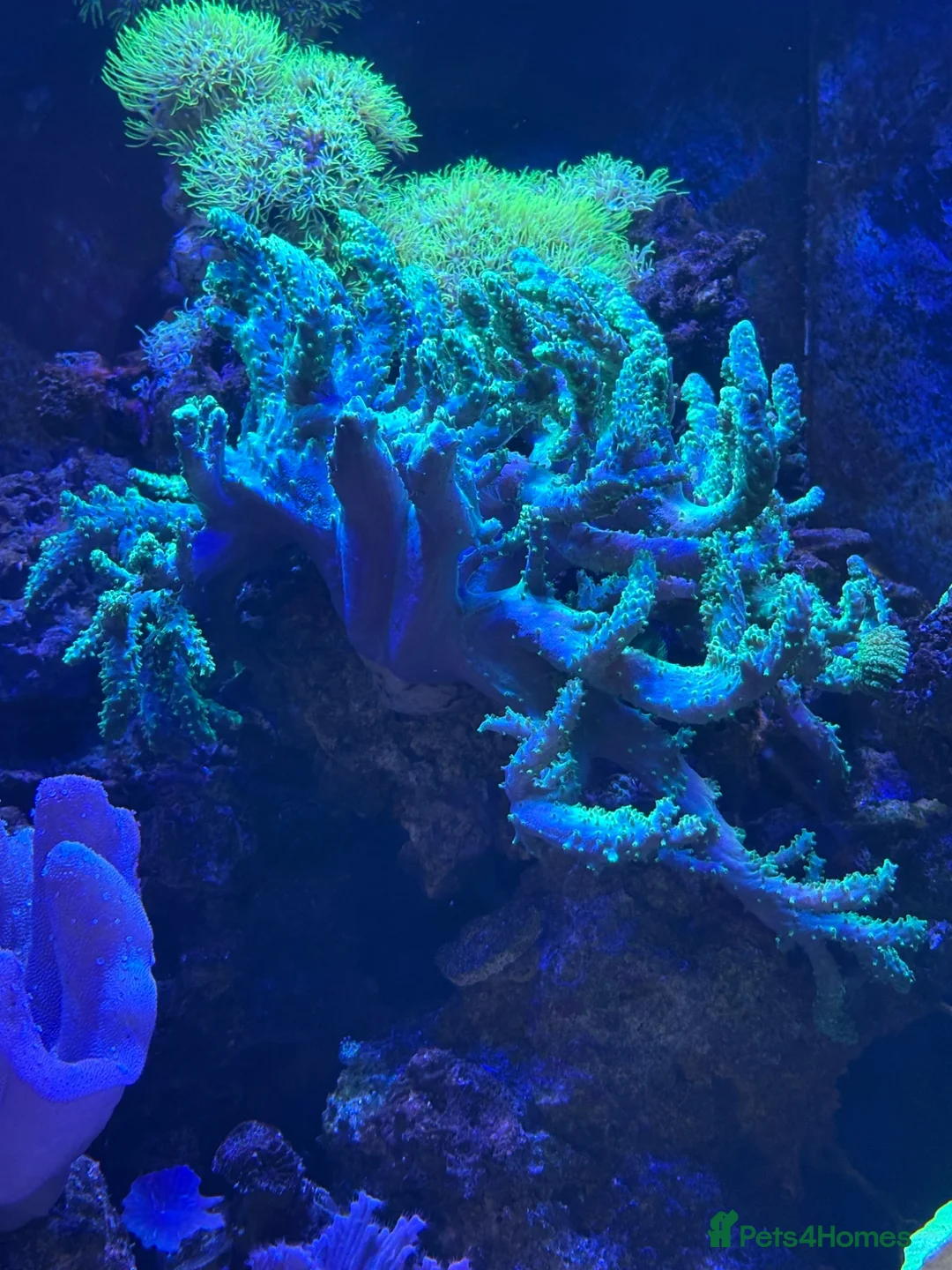 Other/Mixed Breed fish for sale: Marine  set tank shut down  - Advert 15
