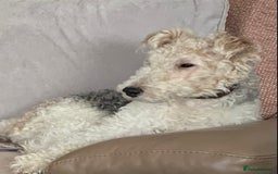 Fox Terrier dogs for stud: Fox terrier for stud in Barnsley - Image 2
