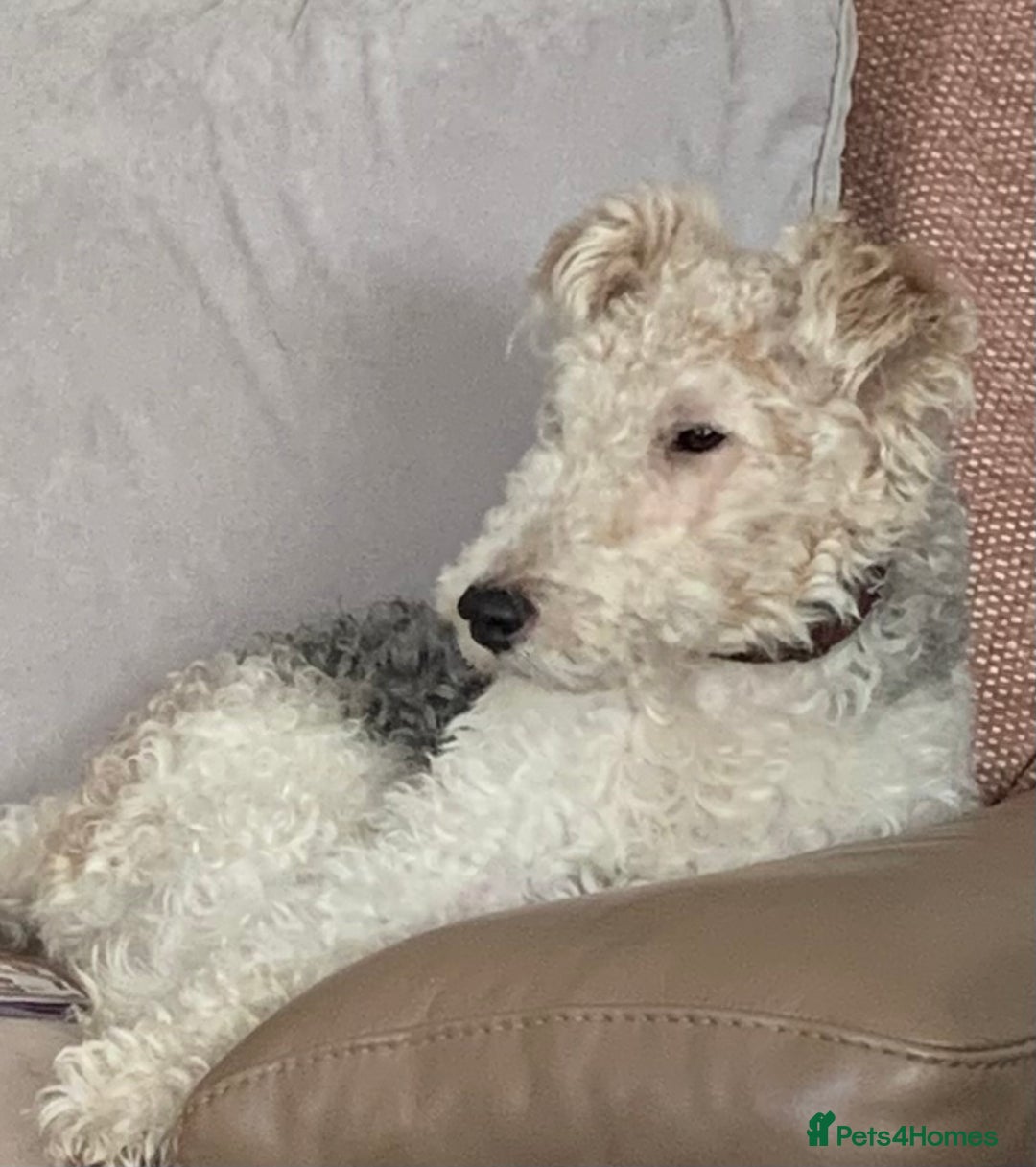 Fox Terrier dogs for stud: Fox terrier for stud in Barnsley - Image 2