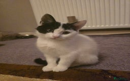 Domestic Shorthair cats for sale: Black and white Kitten come with  ** s  - Image 1