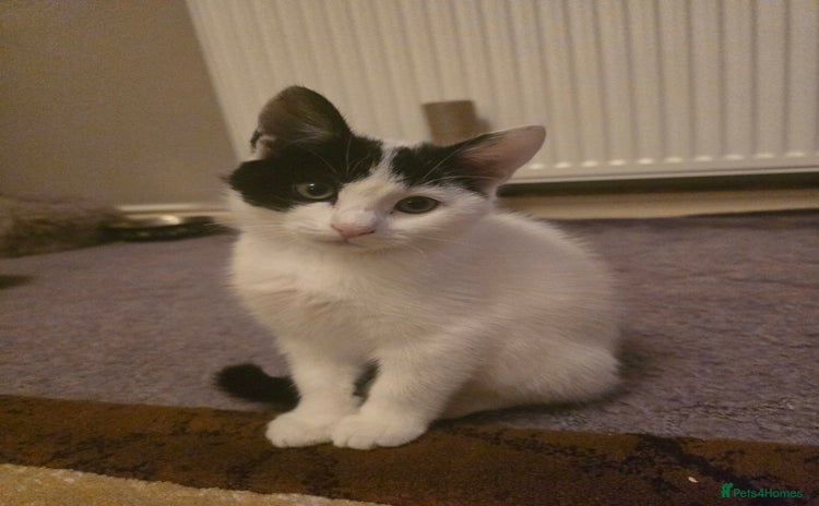 Domestic Shorthair cats - Advert 7