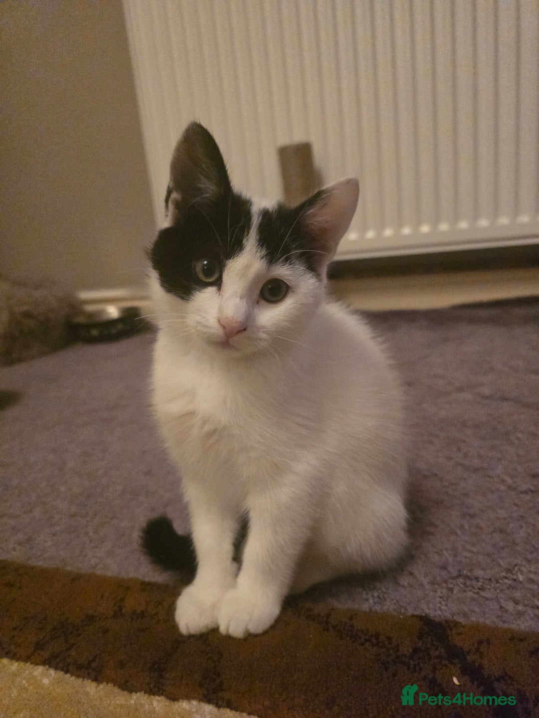 Domestic Shorthair cats for sale: Black and white Kitten come with  ** s  - Image 1