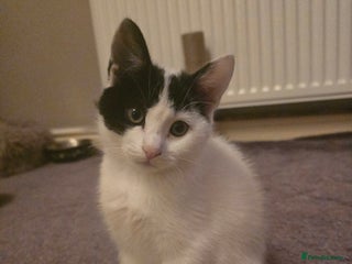 Domestic Shorthair cats - Advert 1