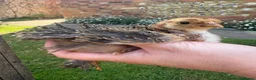 Chickens poultry for sale: Pure Pekin Roos including frizzle  - Advert 1
