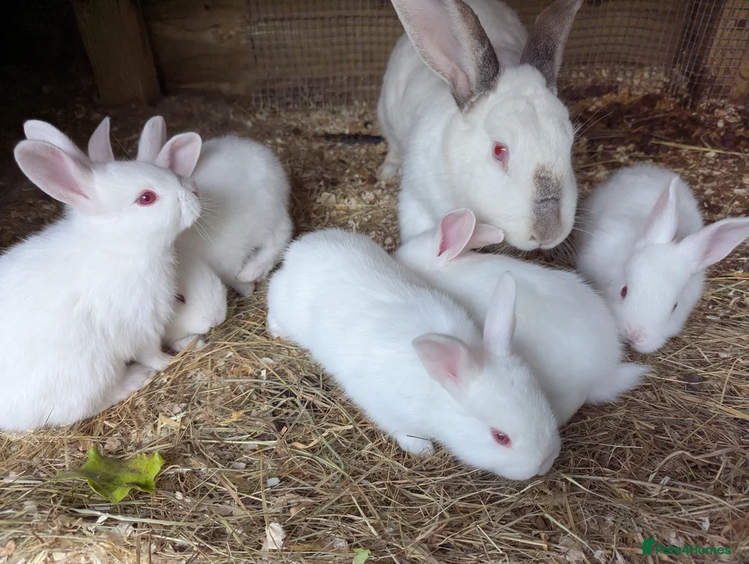 New Zealand rabbits for sale: New Zealand California Rabbits  - Advert 2