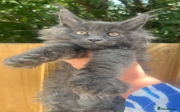 Maine Coon cats for sale: STUNNING MAINE COON SMOKE (tica activereg ) - Image 6
