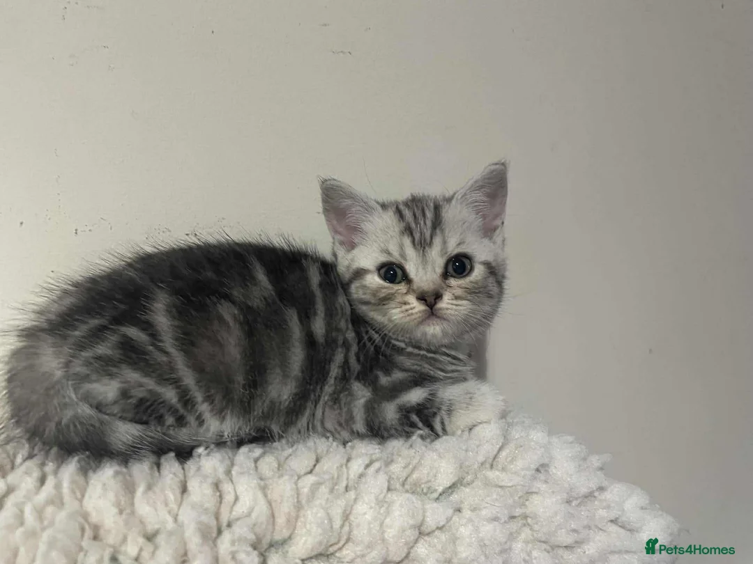 British Shorthair cats for sale: British Shorthair Silver Tabby Kittens - Advert 12
