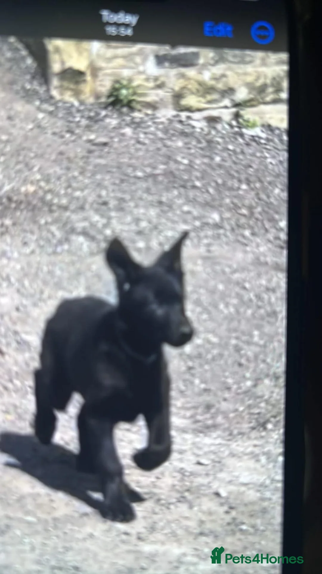German Shepherd dogs for sale: Black German shepherd  - Advert 2