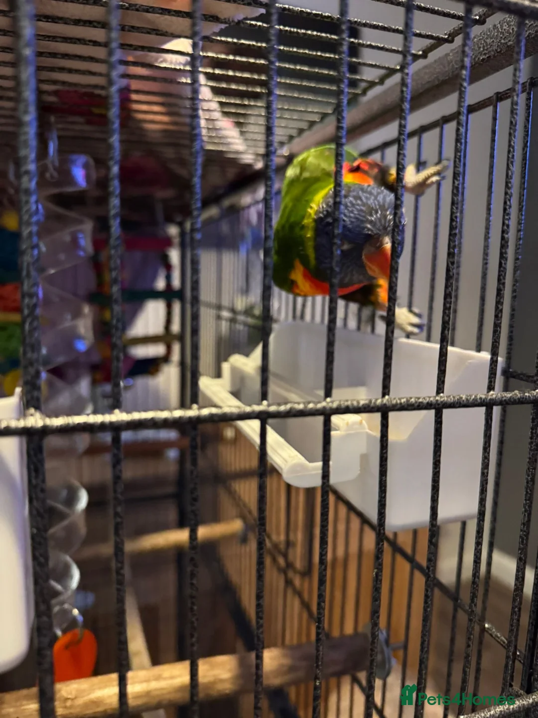 Lorikeets birds for sale: Rainbow lorikeet  in Berkhamsted - Advert 1