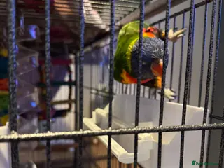 Lorikeets birds Rainbow lorikeet - Advert 17