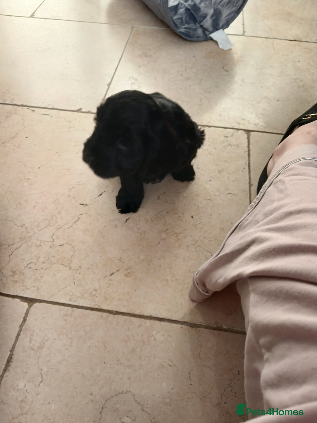 Cockapoo dogs for sale: Toy Cockapoo Puppies Looking for Loving Homes - Advert 26