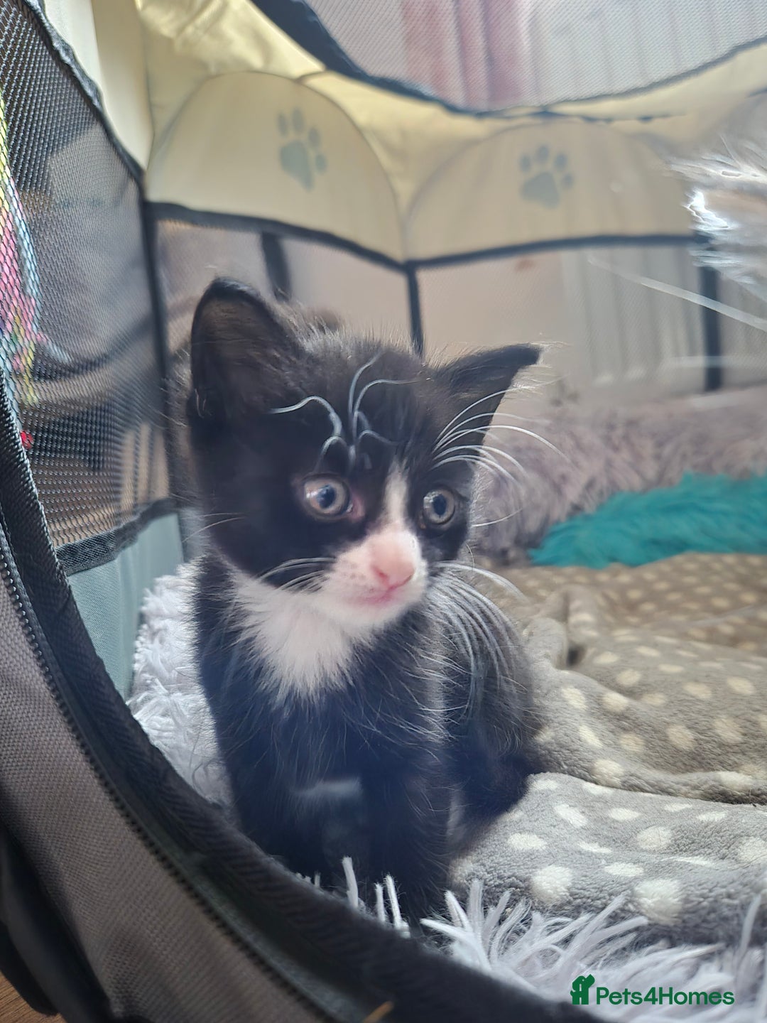 Domestic Shorthair cats for sale: Beautiful babies  - Image 2