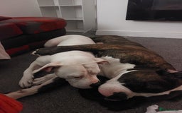 American Bulldog dogs for sale: Beautiful American bulldog puppies  - Image 6