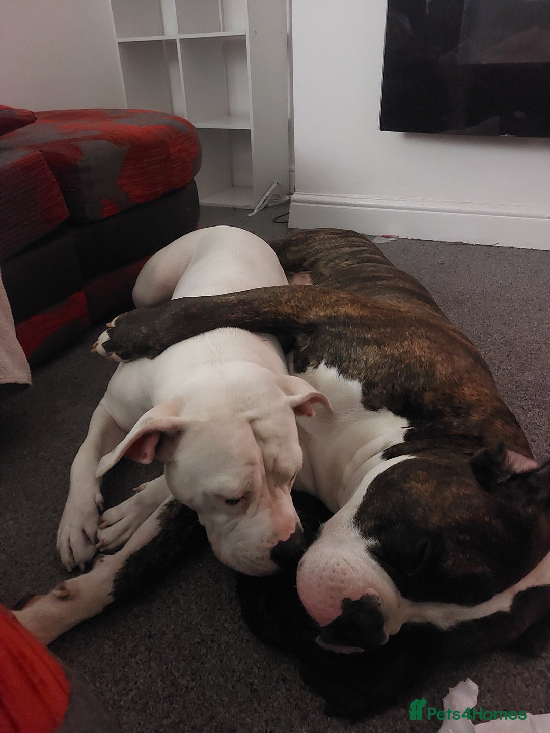 American Bulldog dogs for sale: Beautiful American bulldog puppies  - Image 6