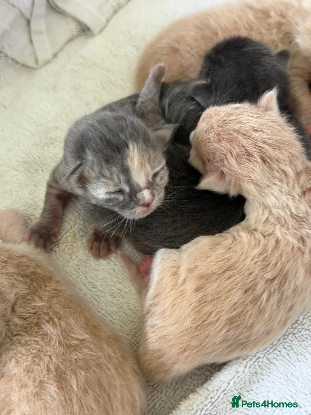 Ragdoll cats for sale: Ragdoll x Maine Coon Rare and Stunning - Advert 1