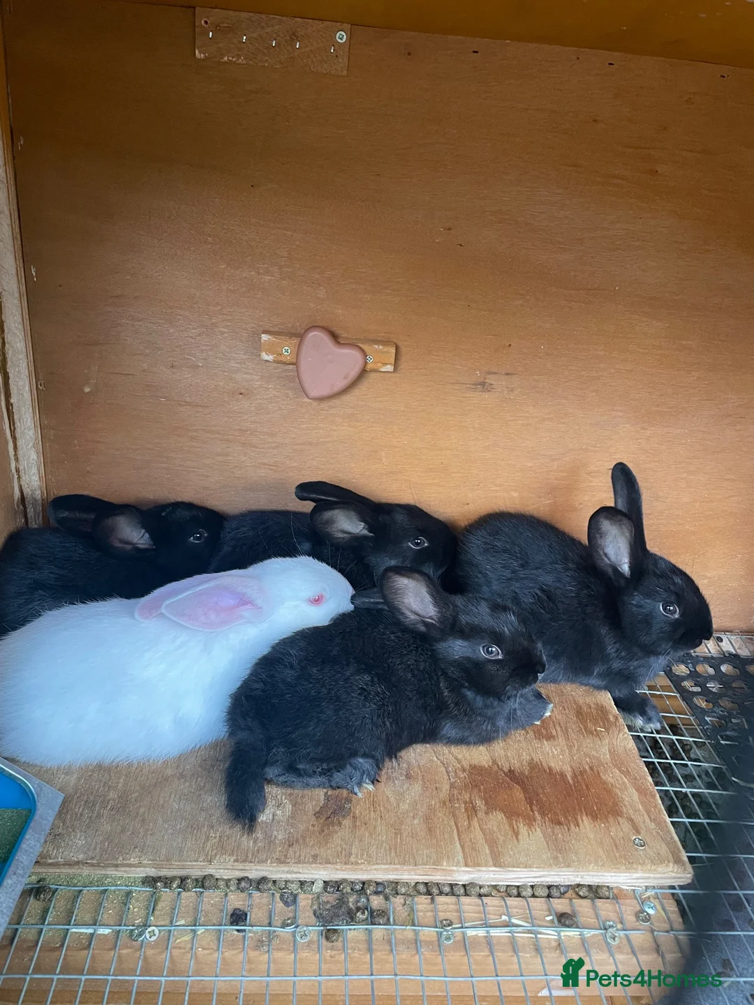 New Zealand rabbits for sale: Pure New Zealand - Advert 2
