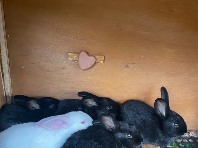 New Zealand rabbits Pure New Zealand - Advert 2
