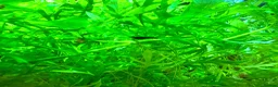 Shrimps fish for sale: Guppies, cherry shrimp and blue dream shrimp in Bury - Advert 3