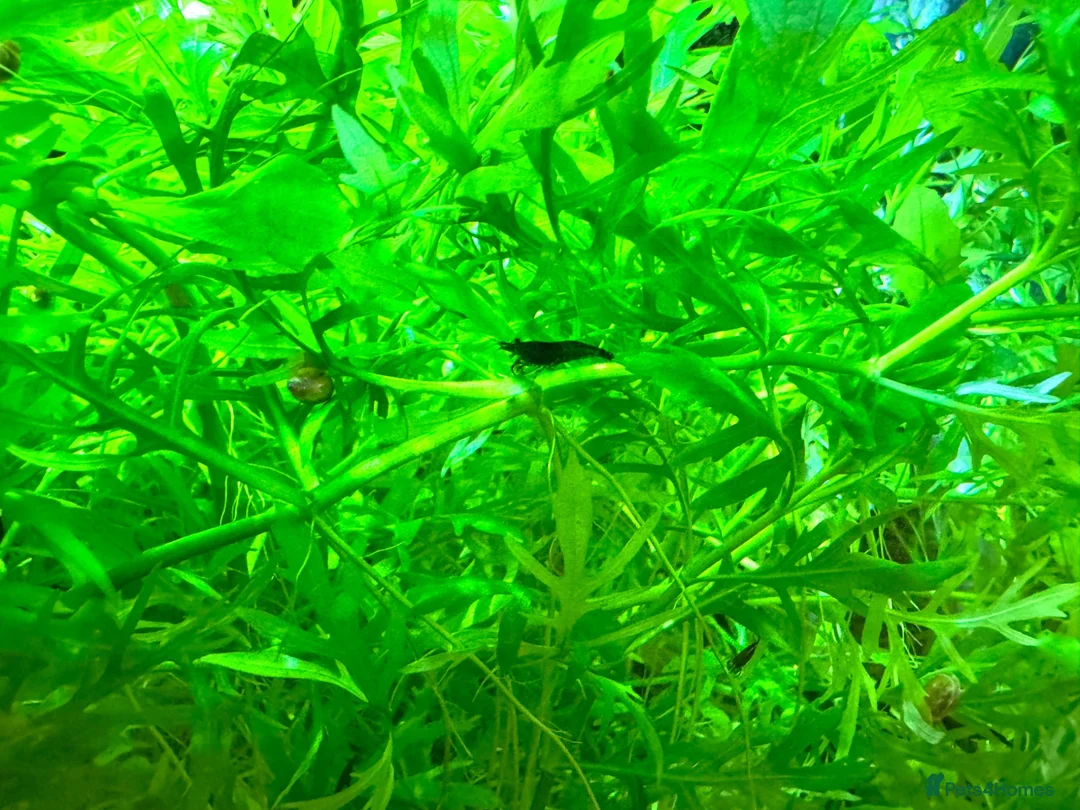 Shrimps fish for sale: Cherry and blue dream shrimps - Advert 7