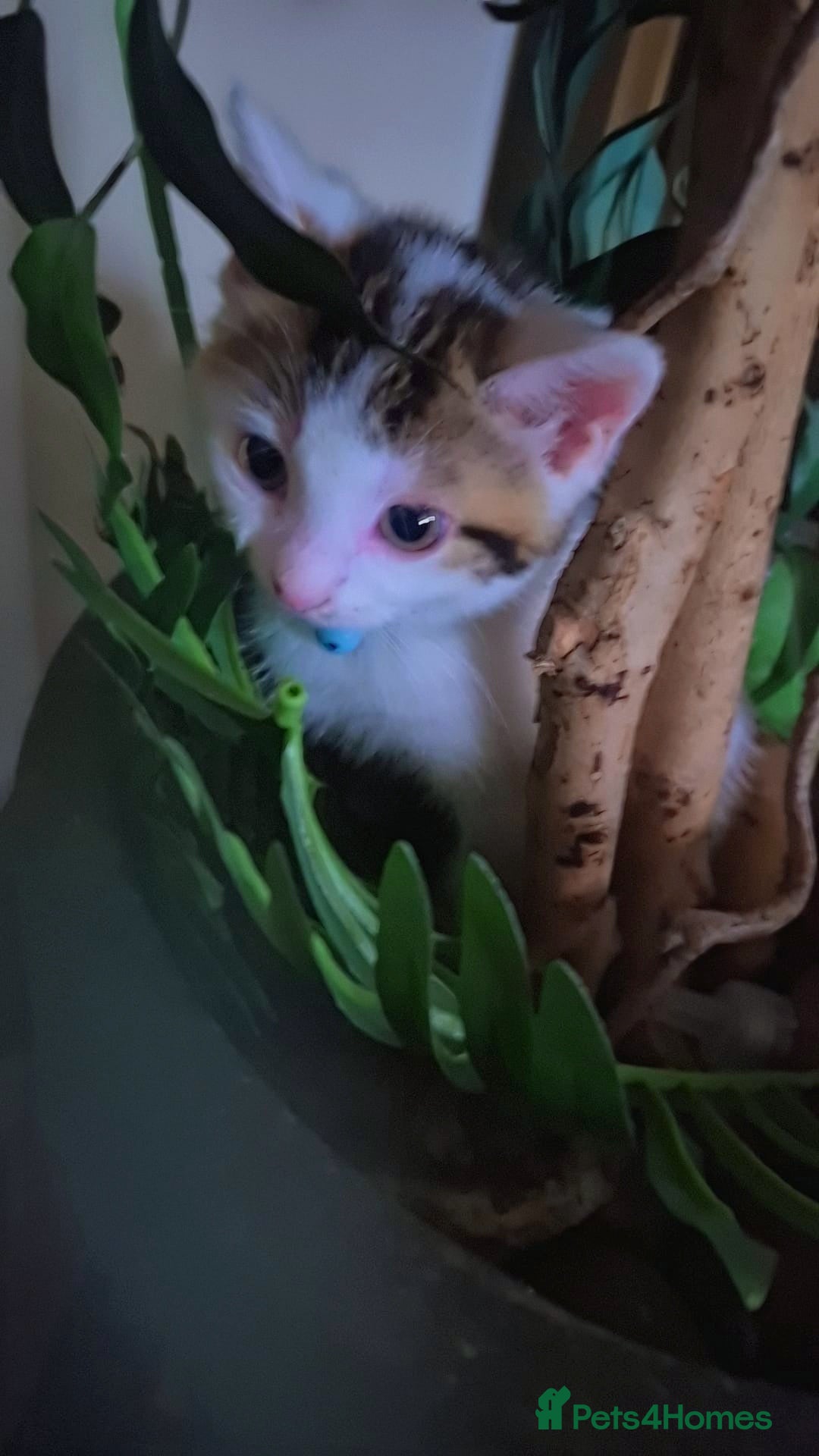 Mixed Breed cats for sale: British longhair mix Male kitten available  - Image 5