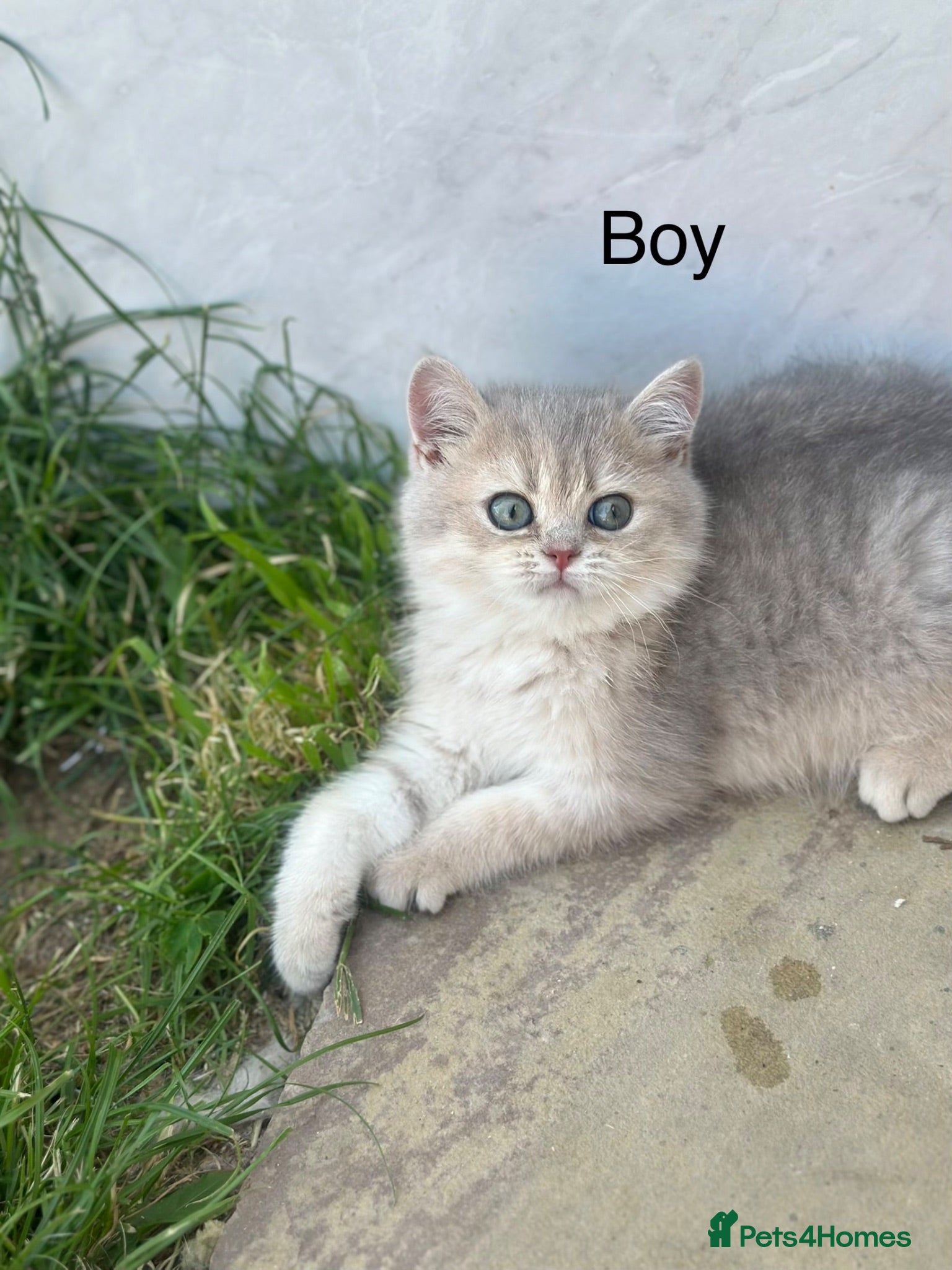 British Shorthair cats Gorgeous golden blue fur babies 😻Reduce price  - Advert 2