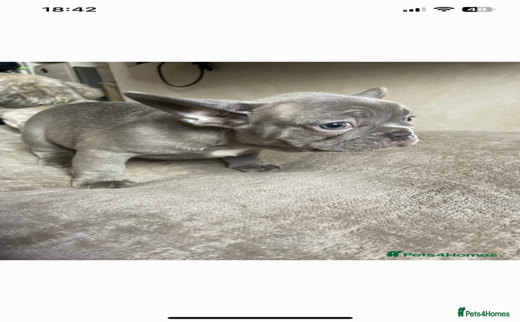 French Bulldog dogs - Advert 16