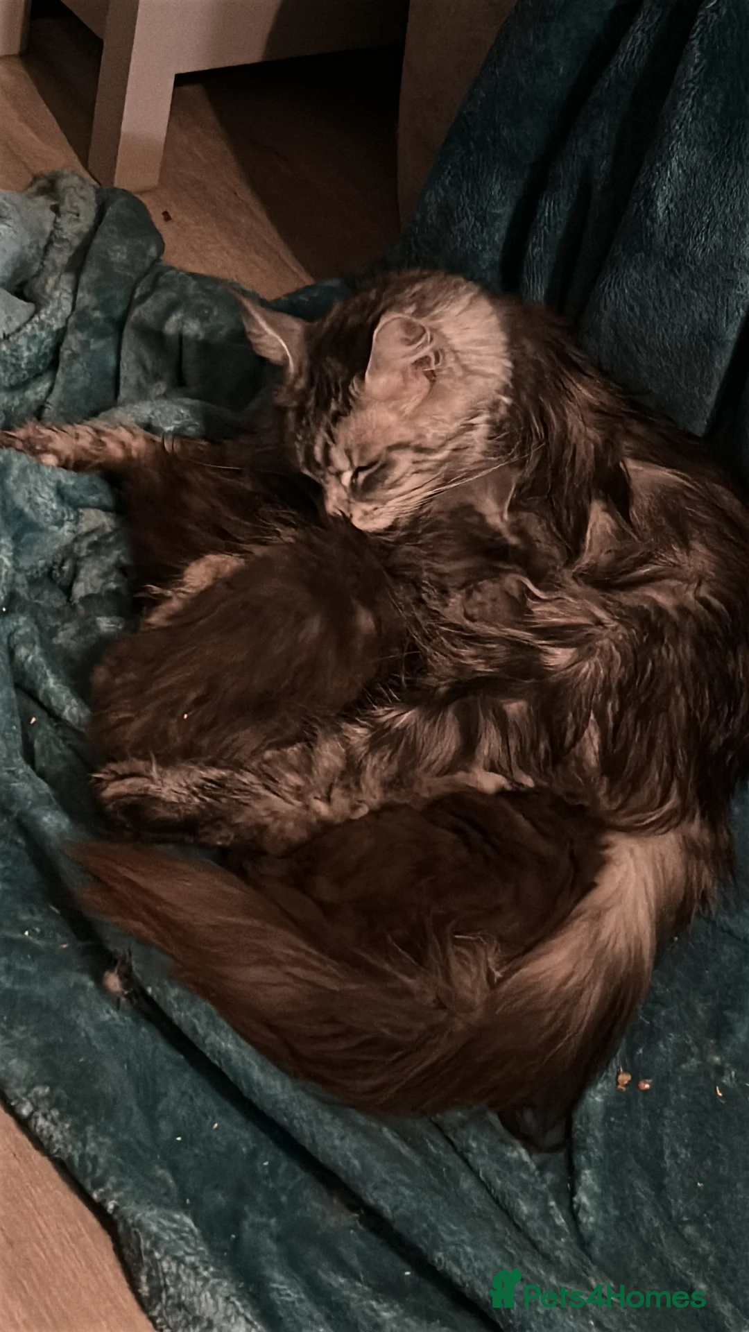 Maine Coon cats for sale: Stunning Mainecoon kittens - Advert 2