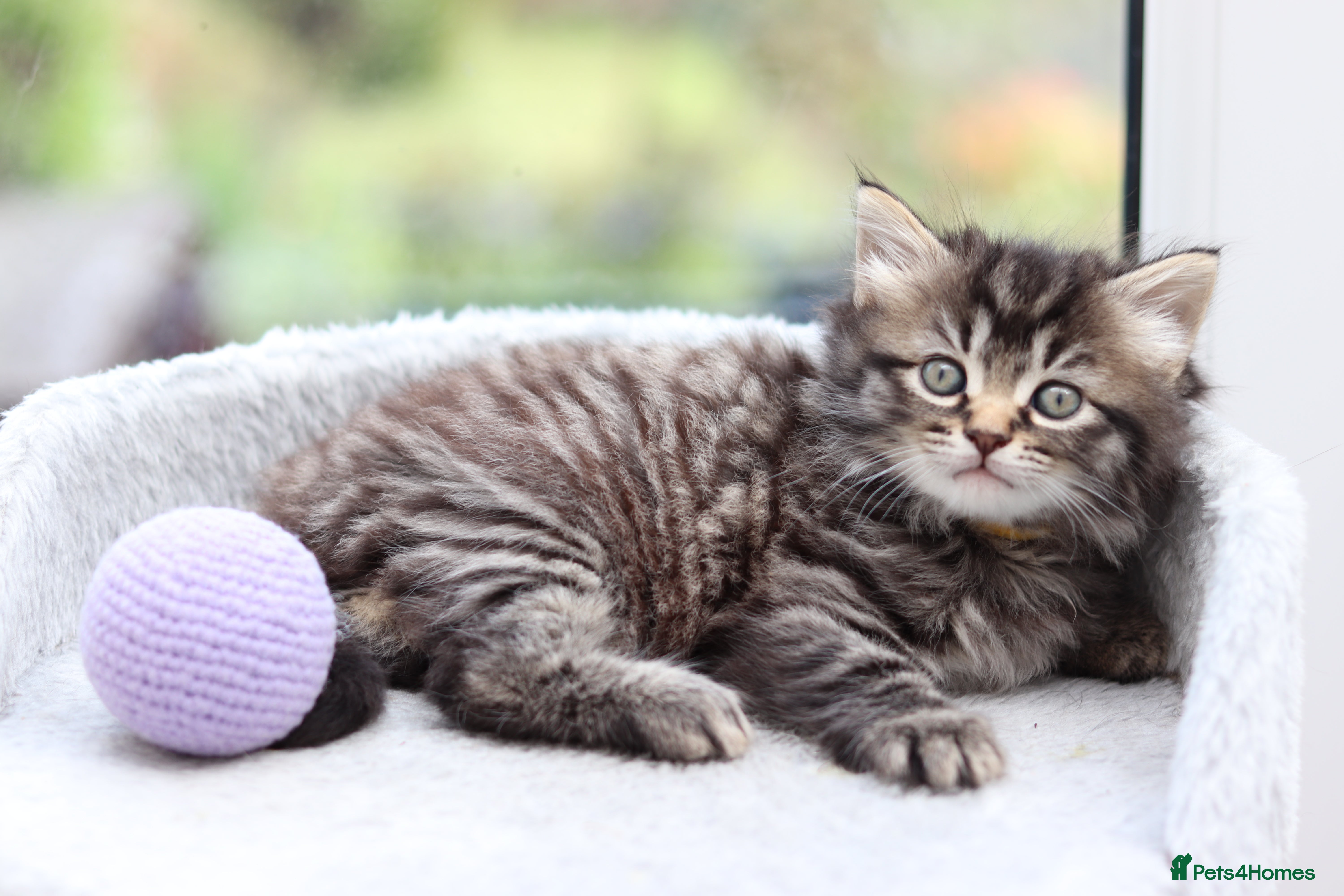 Domestic Shorthair cats Beautiful Kittens - Advert 12