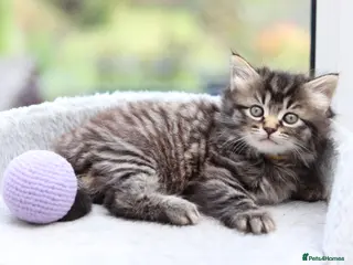 Domestic Shorthair cats Beautiful Kittens - Advert 12