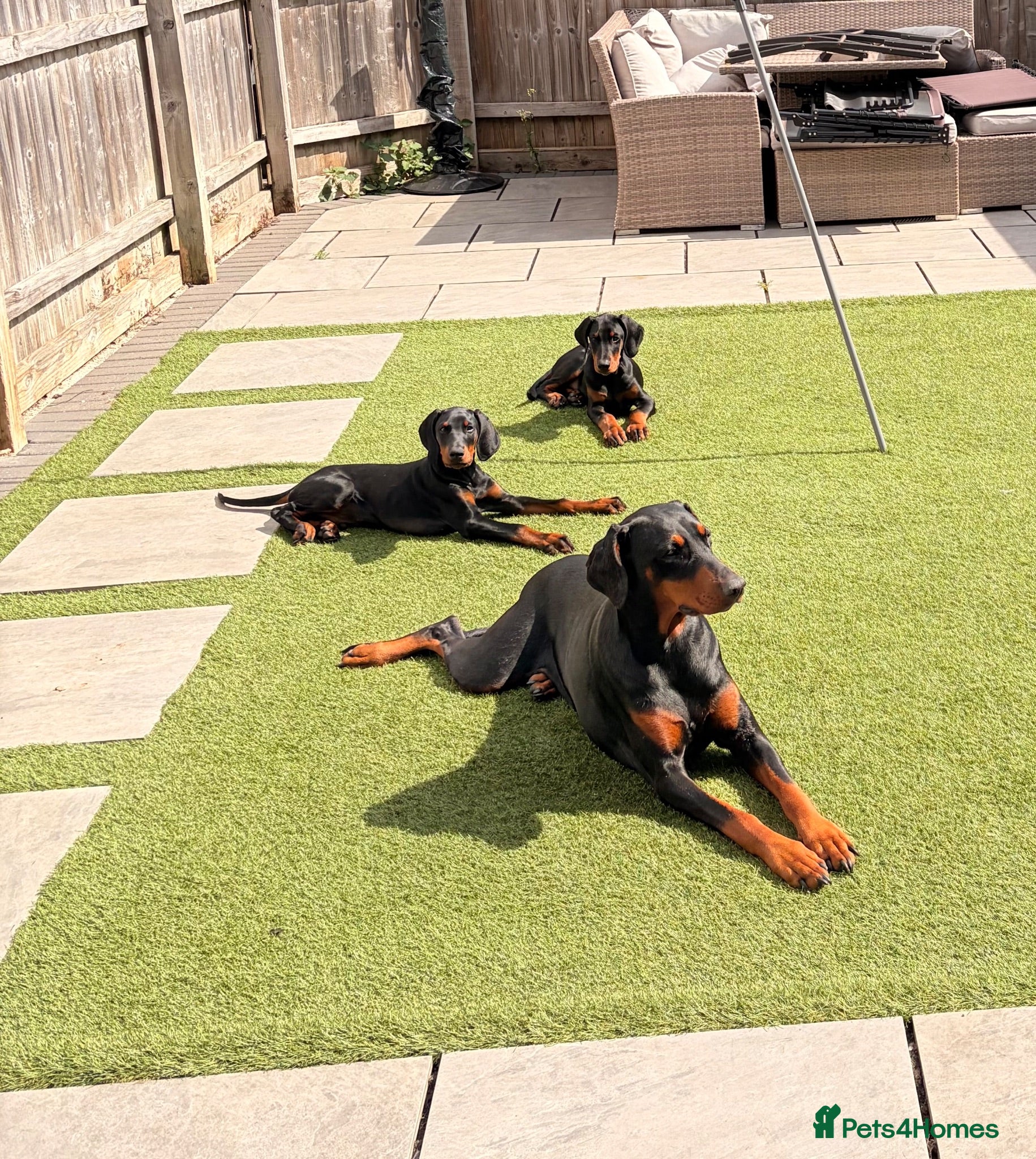 Dobermann dogs READY TO COLLET NOW | RKC DOBERMAN | CHAMPION LINE - Advert 1