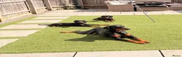 Dobermann dogs for sale: READY TO COLLET NOW | RKC DOBERMAN | CHAMPION LINE - Advert 1