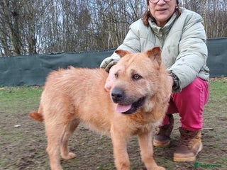 Mixed Breed dogs ๐พ Meet IZZY ๐พ ๐ A loyal heart & love to give ๐ - Advert 2